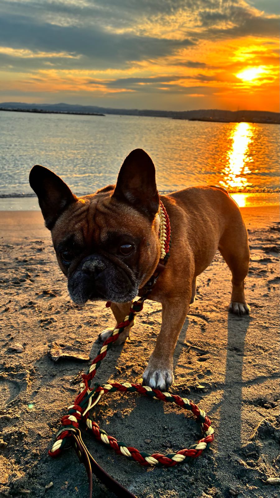 Paprika face à l’objectif sur la plage au coucher du soleil, dans l’Ensemble Automne Chic, sa laisse tressée posée en boucle devant lui