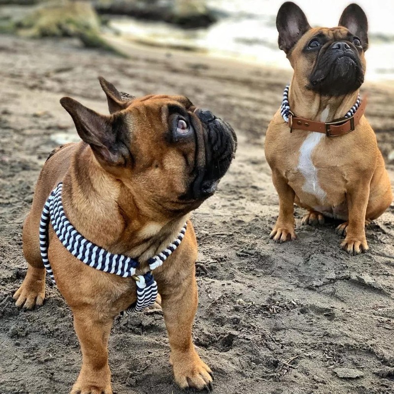 Deux bouledogues français sur la plage, l'un en harnais Y-baudrier marinière, l'autre en collier tressé assorti