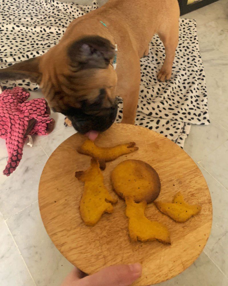 biscuits pour chien