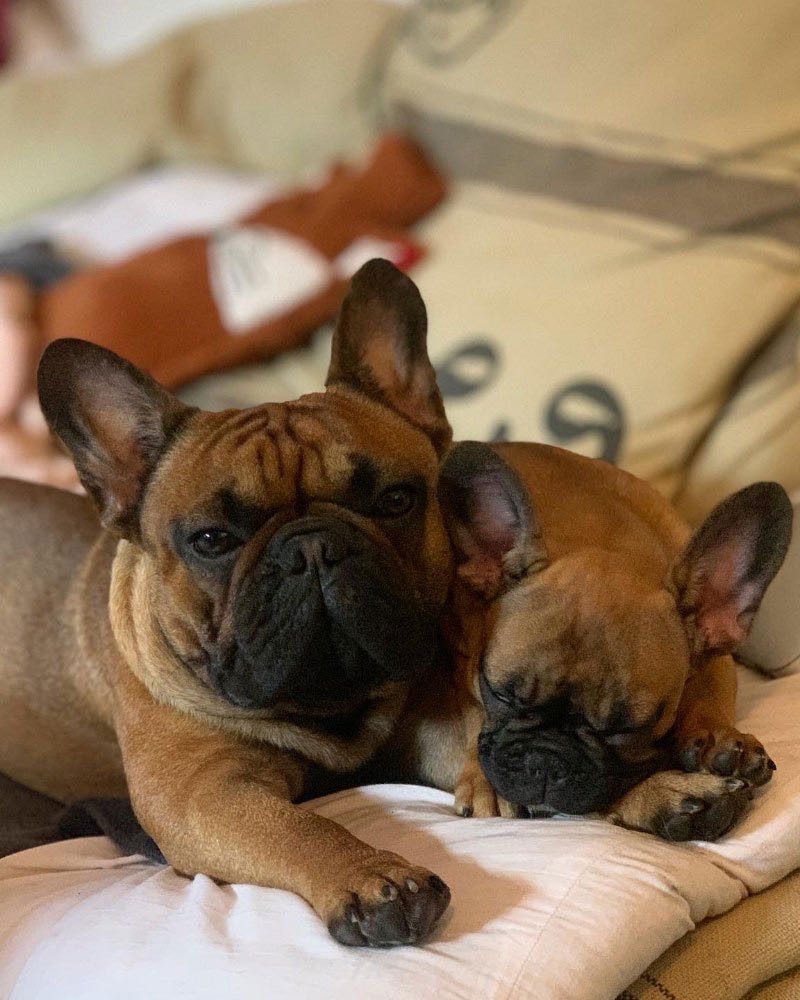 10 choses que j'aurais aimé savoir avant d'avoir un bouledogue français