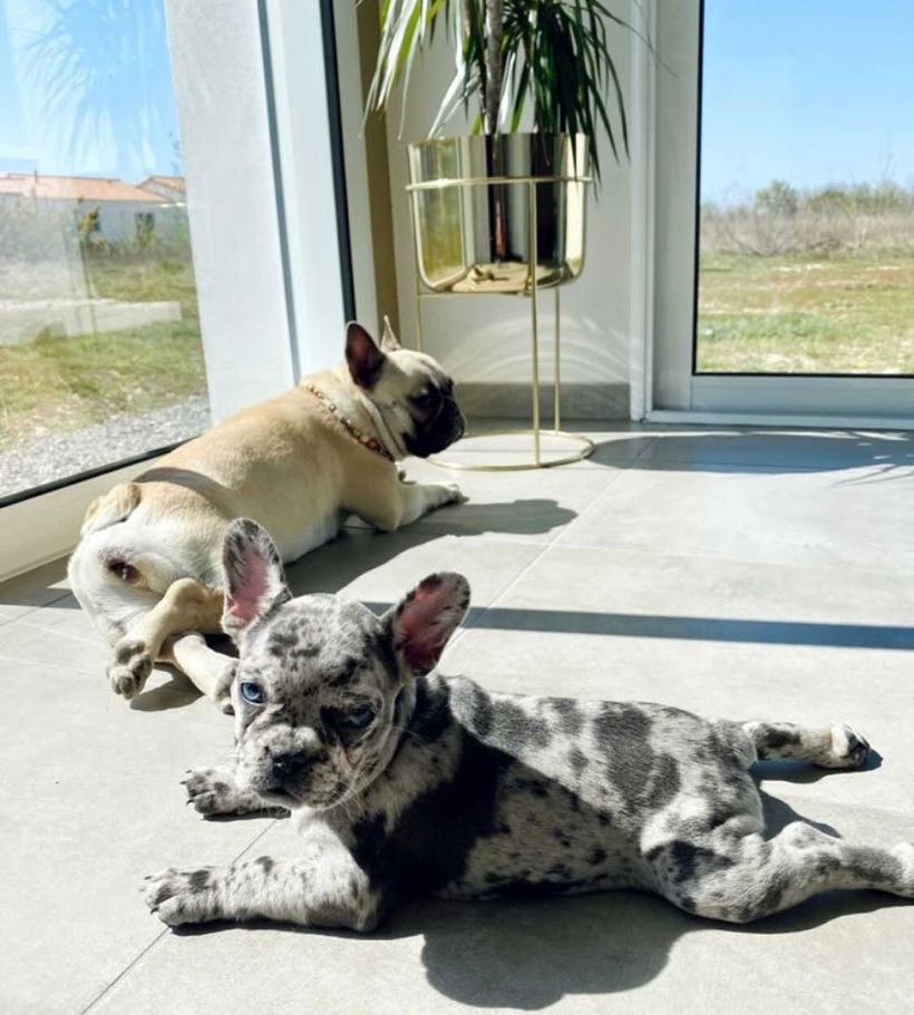 Témoignage : j'ai pris un deuxième bouledogue français