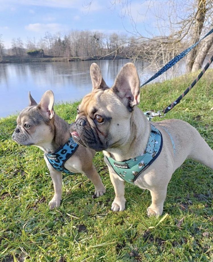bouledogue vacances