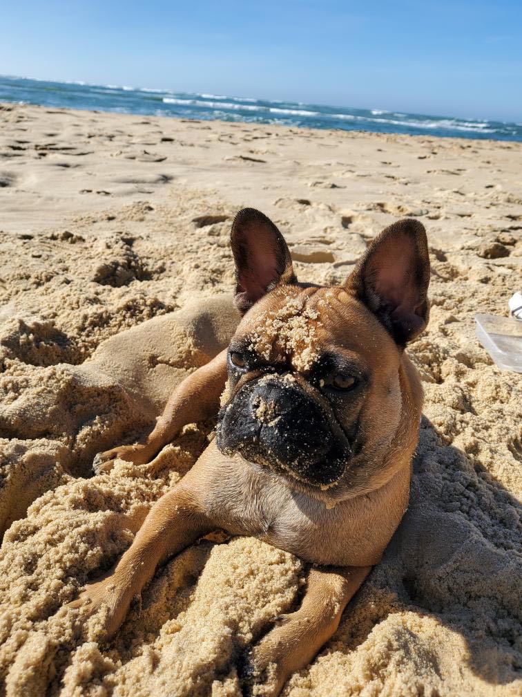 bouledogue plage