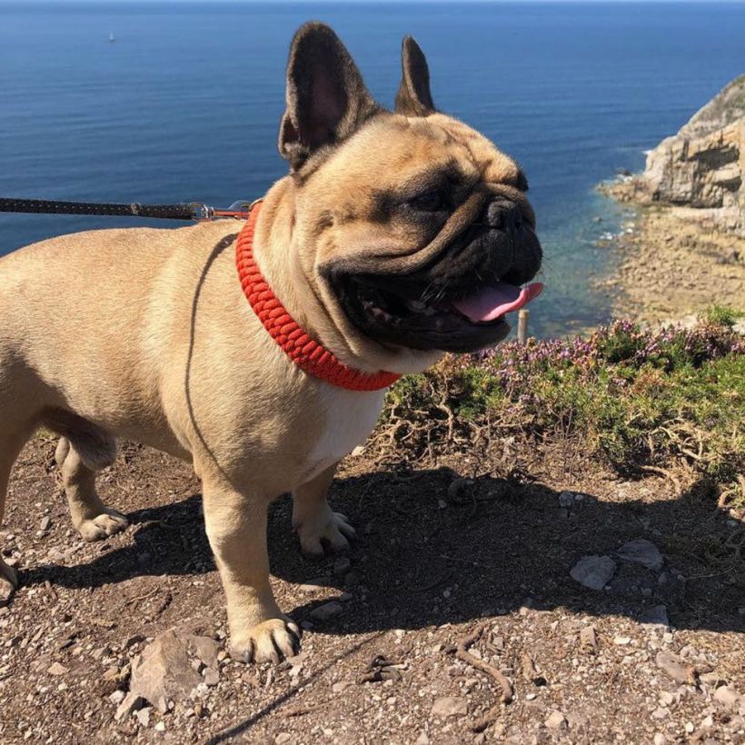Témoignages : amener son bouledogue en vacances