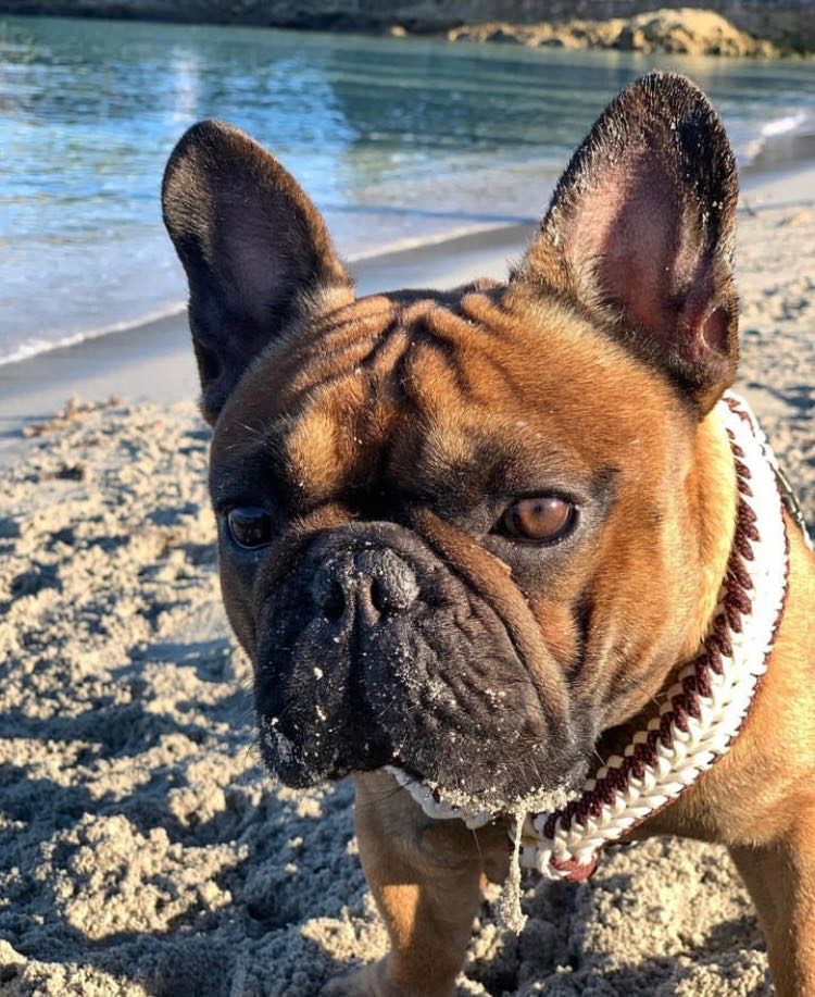 sable bouledogue