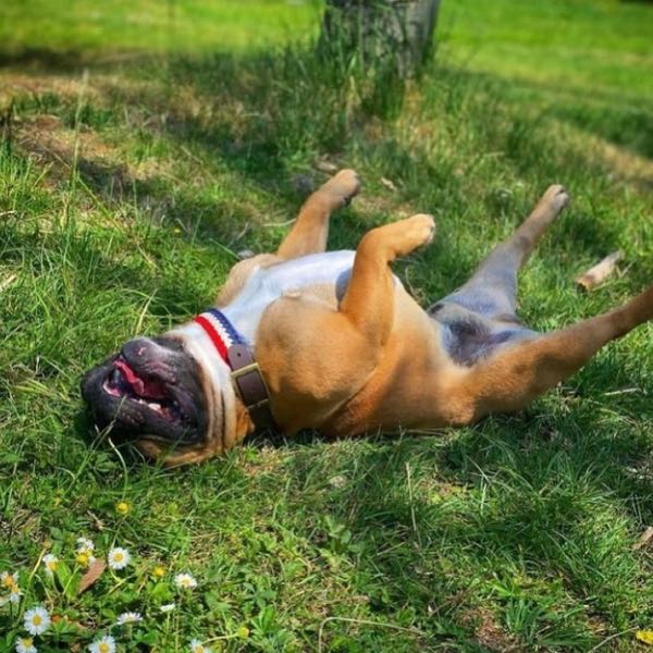 Bouledogue français qui se roule dans l'herbe, collier tressé Frenchie bleu blanc rouge
