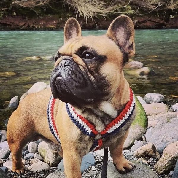 Bouledogue français au bord d'une rivière, harnais tressé Frenchie bleu blanc rouge