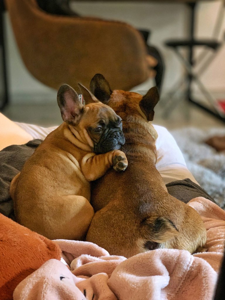 bouledogues français