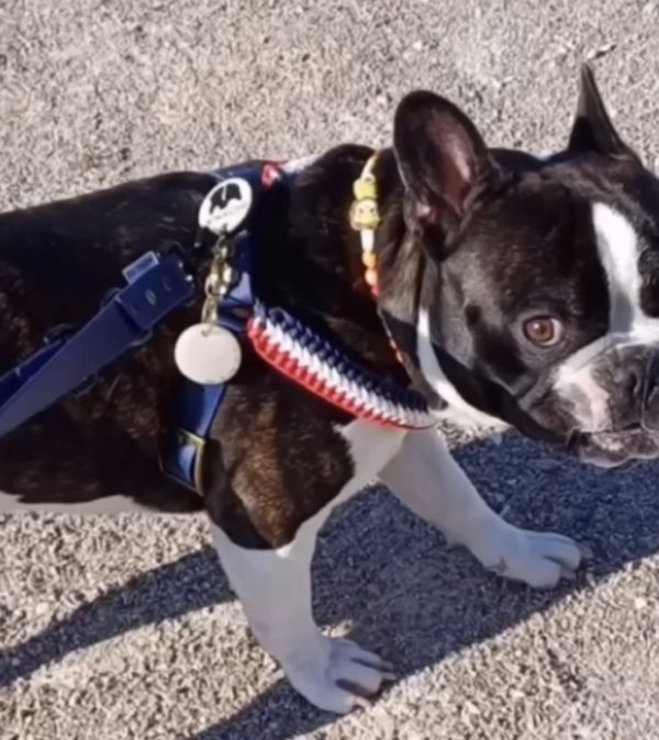 frenchie 2 en 1