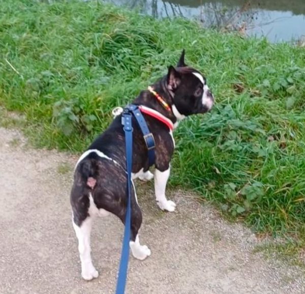 frenchie 2 en 1