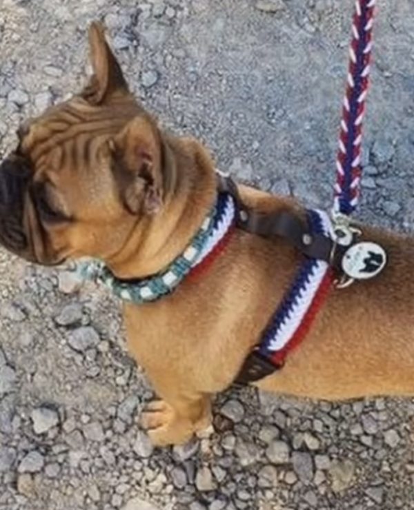 frenchie h