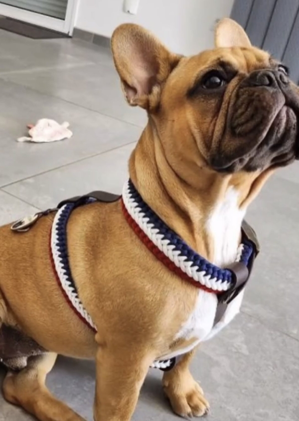 frenchie h