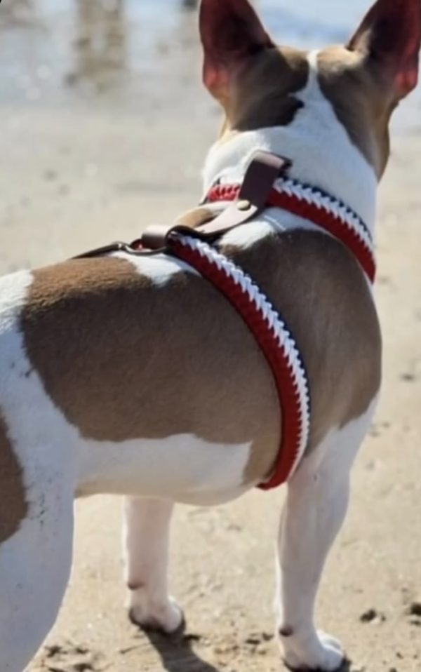 frenchie h