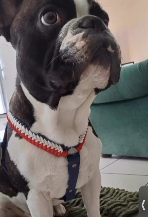 frenchie 2 en 1