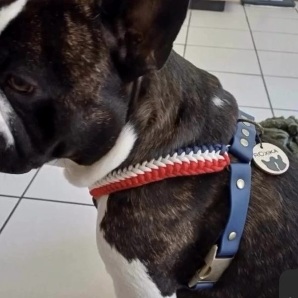 frenchie 2 en 1