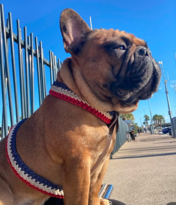 frenchie h