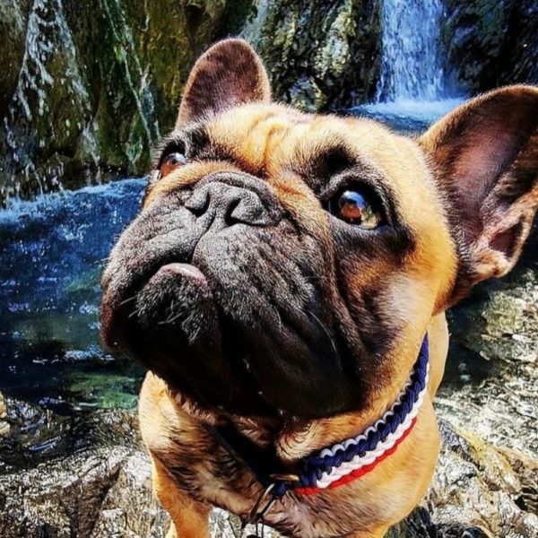 collier frenchie