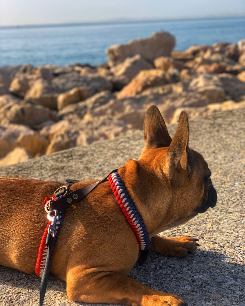 Meilleur harnais pour bouledogues français en 2021