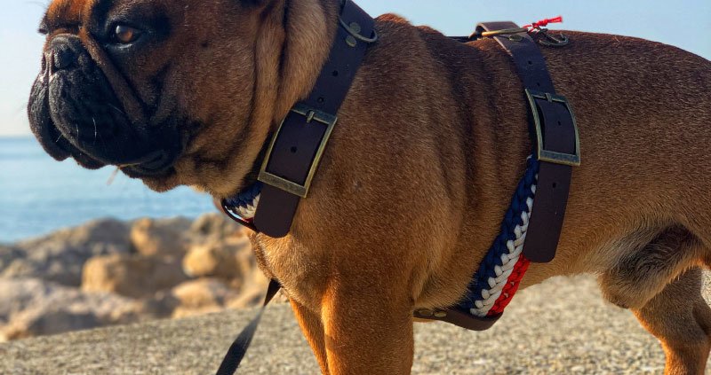 Comment bien choisir son harnais pour un bouledogue français ? - Roxika