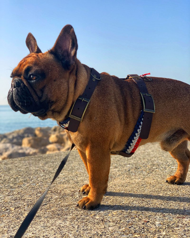 Chiot Bouledogue Français en laisse, ou tenus en laisse et harnais