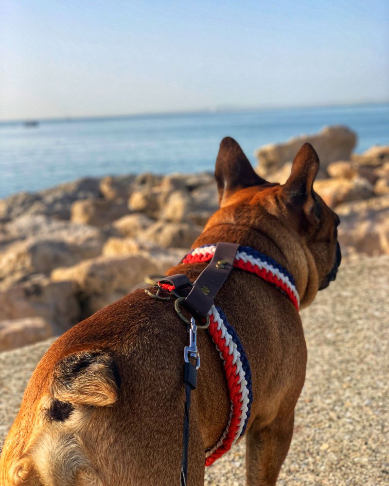 harnais frenchie