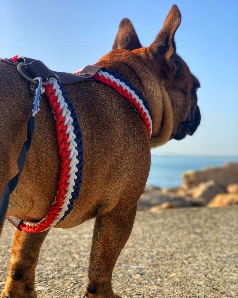 Harnais de bouledogue français en strass, en cuir suédé brillant