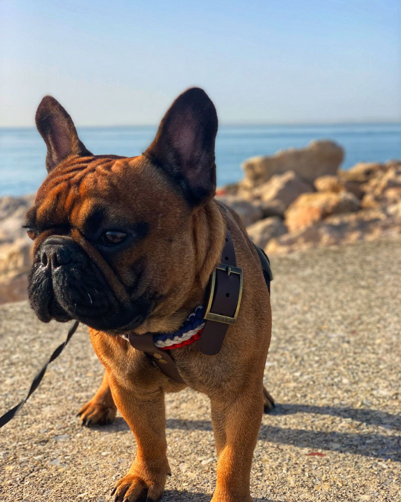 Harnais Pour Bouledogue Français Petit Et Moyen Harnais - Temu Belgium