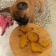 biscuits pour chien