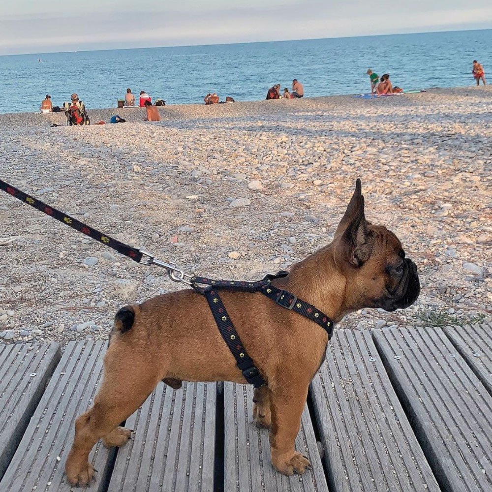harnais chiot bouledogue
