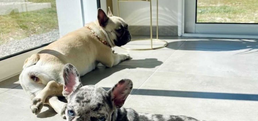 deuxième bouledogue français