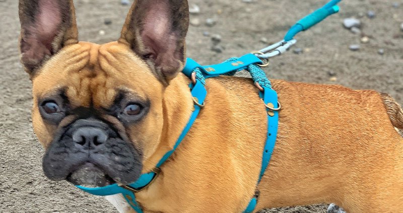 Collier ou harnais pour le bouledogue français ? Lequel choisir ?