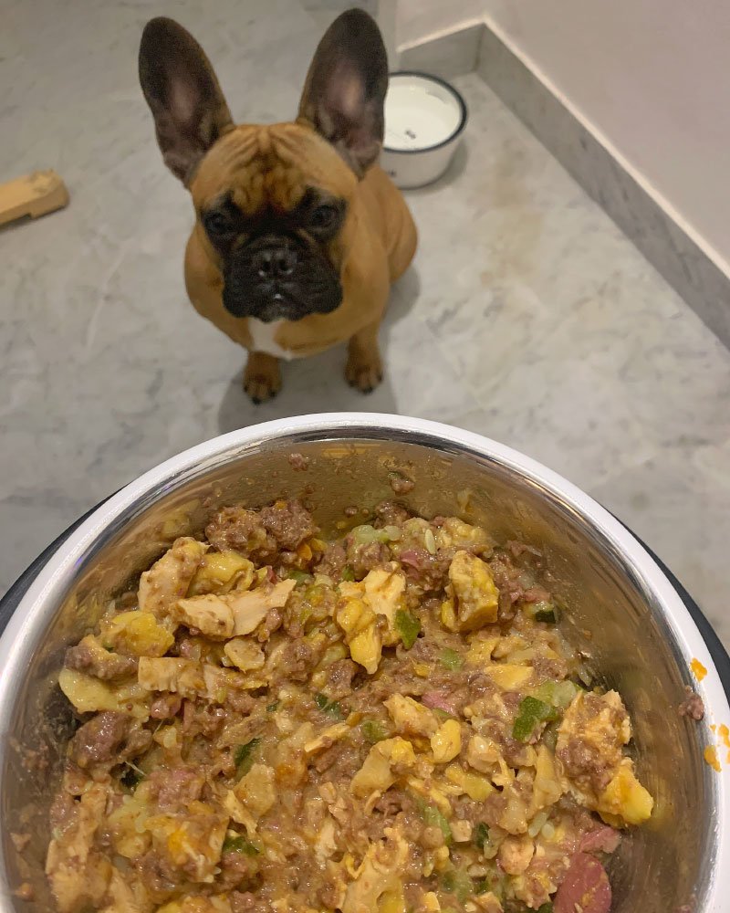 ration ménagère bouledogue