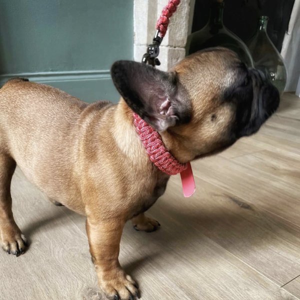 chiot bouledogue