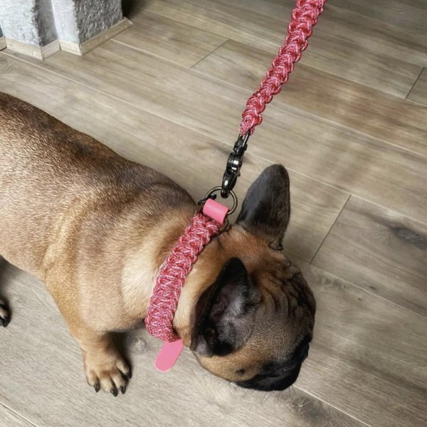 Collier chiot – Image 7