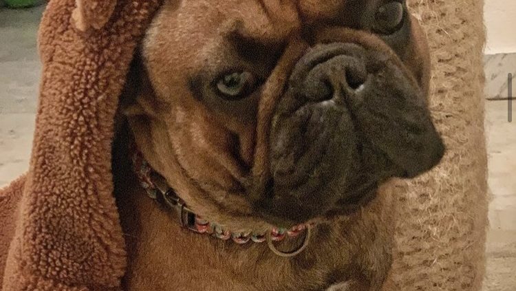 cadeau de noel bouledogue