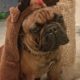 cadeau de noel bouledogue