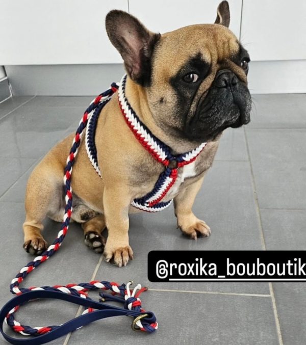 Frenchie Y