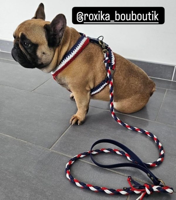 Frenchie Y