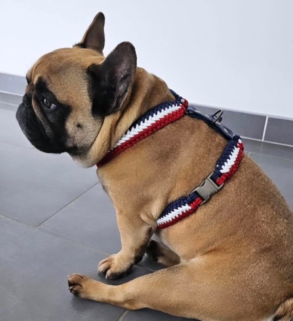 Frenchie Y