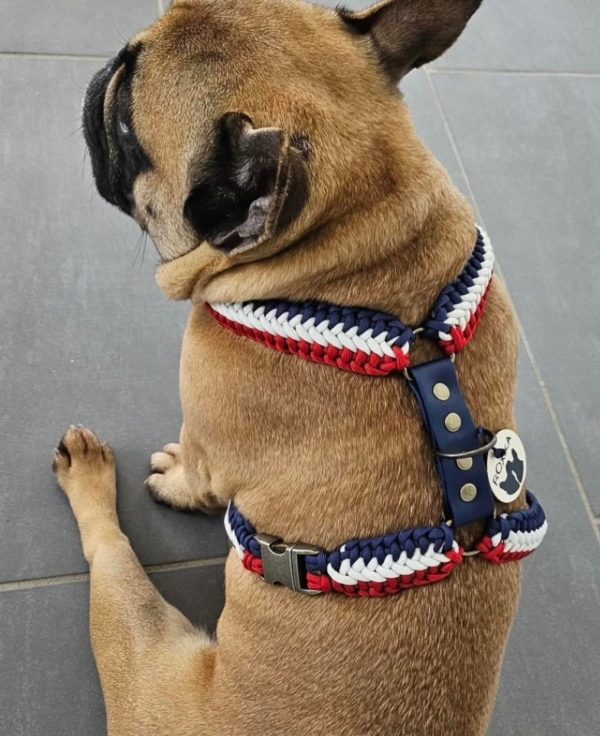 Frenchie Y