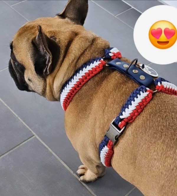 Frenchie Y