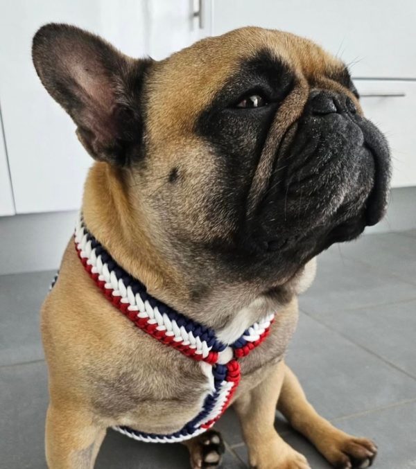 Frenchie Y