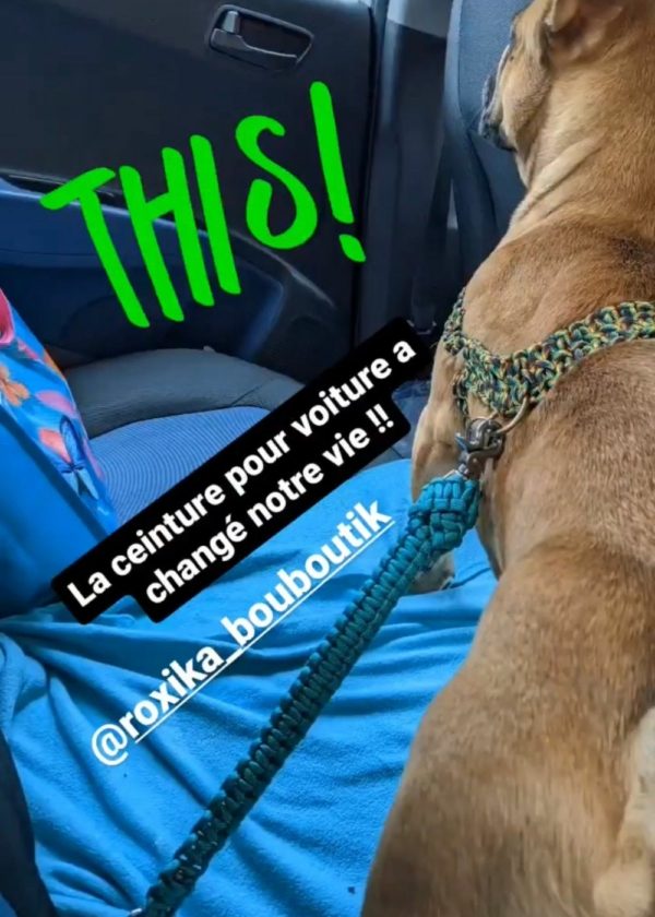 ceinture chien