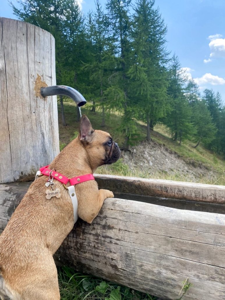 Bestia Harnais en cuir Bowtie pour bouledogues français et petits