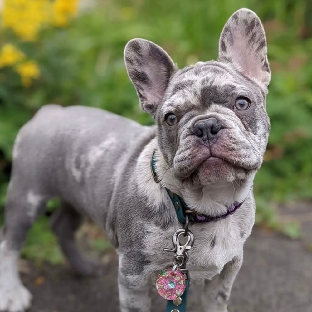 Quels accessoires pour ton chiot bouledogue français ? - Roxika