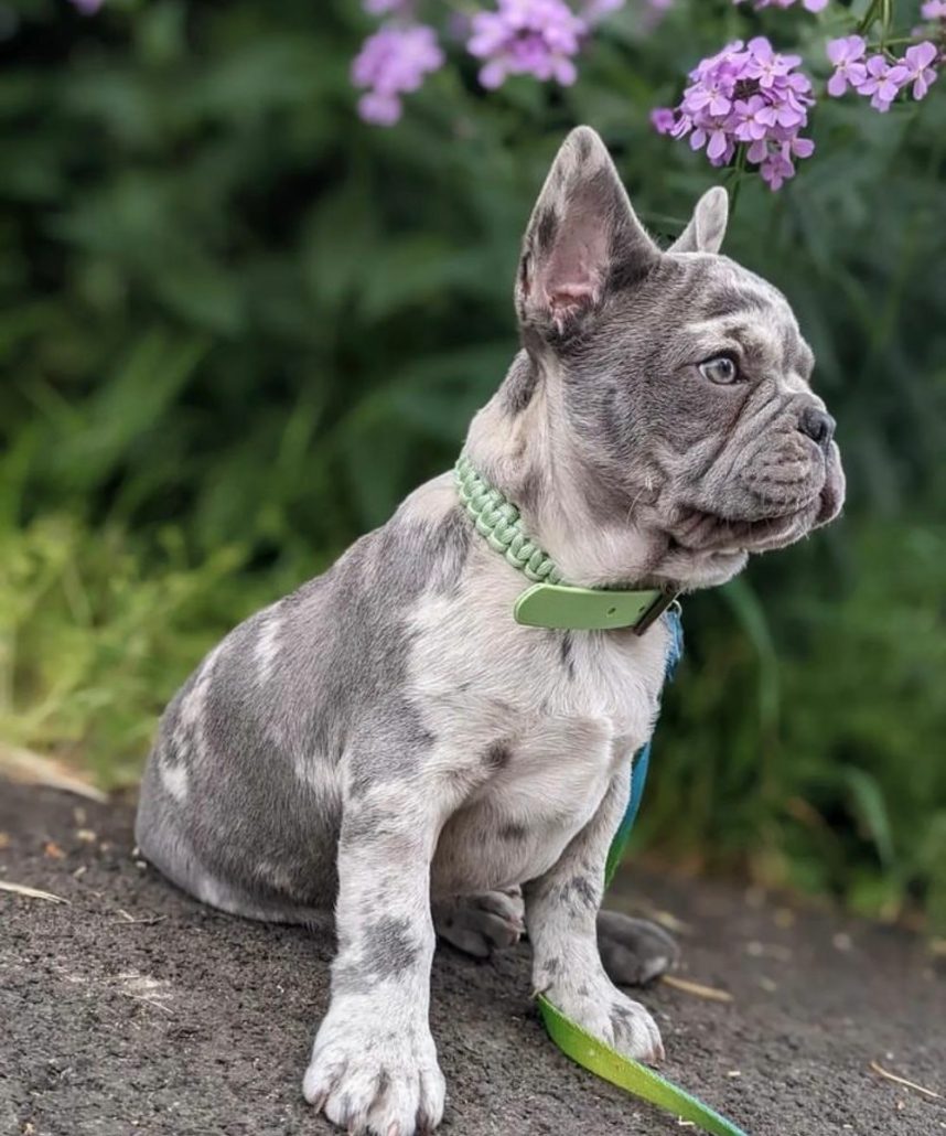 collier chiot bouledogue