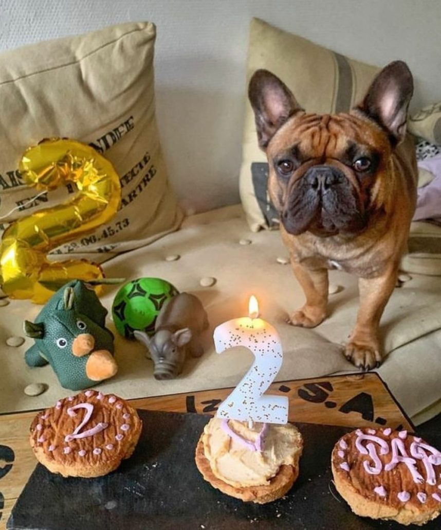 gâteau anniversaire chien