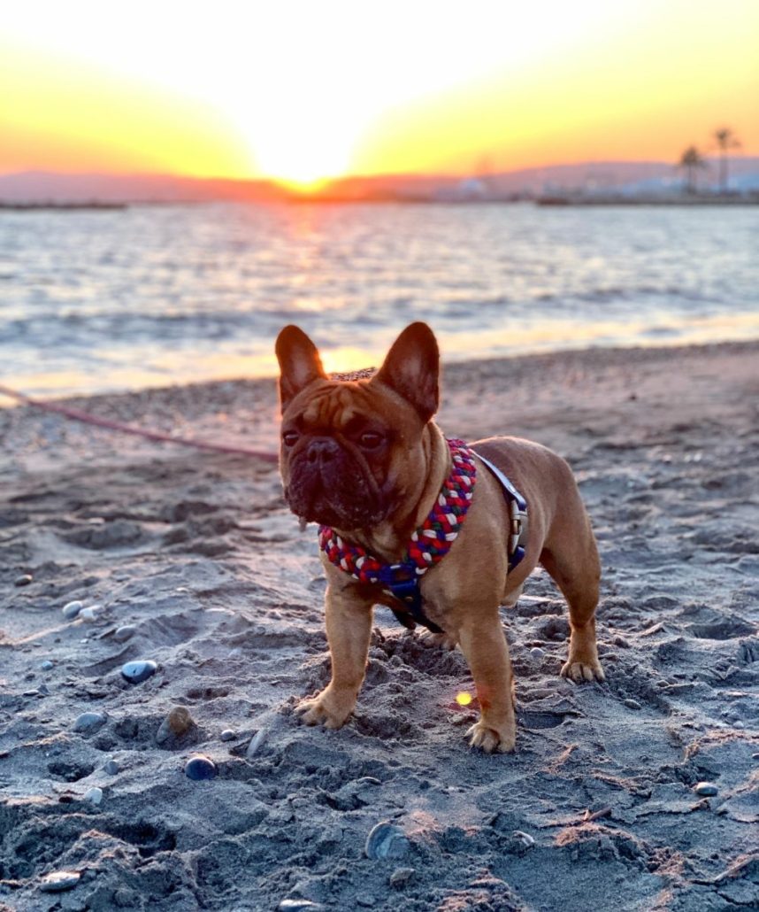 vacances bouledogue