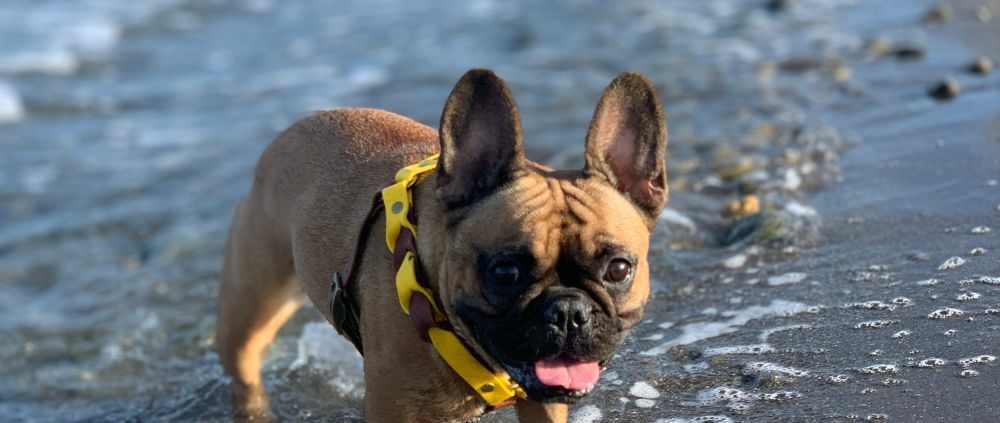 vacances bouledogue