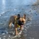 vacances bouledogue